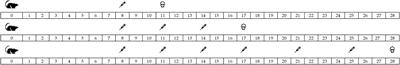 Thioredoxin Delays Photoreceptor Degeneration, Oxidative and Inflammation Alterations in Retinitis Pigmentosa